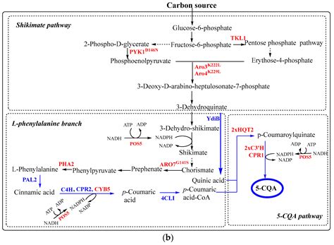 Advances in Production of Hydroxycinnamoyl-Quinic Acids: From Natural ...