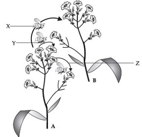 Class 12 Biology: CBSE Sample Question Paper- Term I (2021-22)- 2 ...