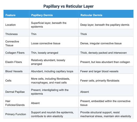 Papillary vs Reticular Layer
