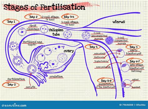 Image result for Human Internal Fertilization