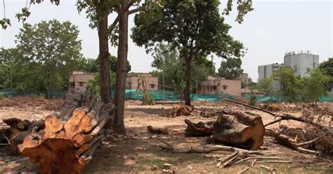 Delhi tree felling: Redevelopment project that is costing thousands of ...