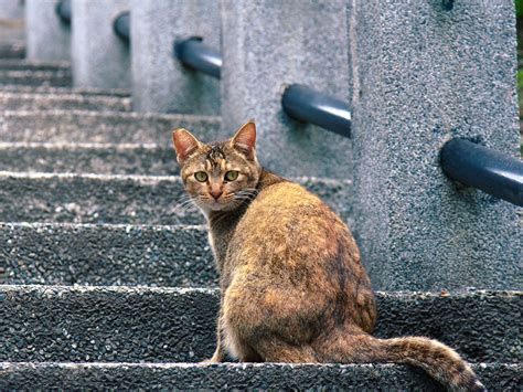 Cat Sitting On Stairs at Sherlyn Weyer blog