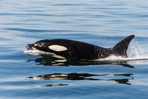 Mysterious new orca species likely identified | National Geographic