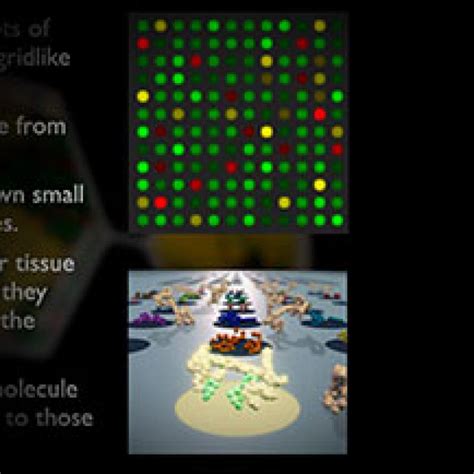 Microarray Machine 的图像结果