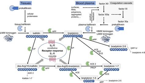 Image result for Complement Kinin Systems