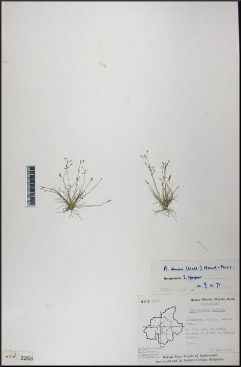 Herbarium JCB