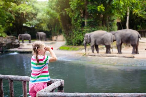 Are Dogs Allowed In Singapore Zoo