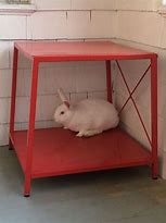 Image result for Winter Rabbit Nest