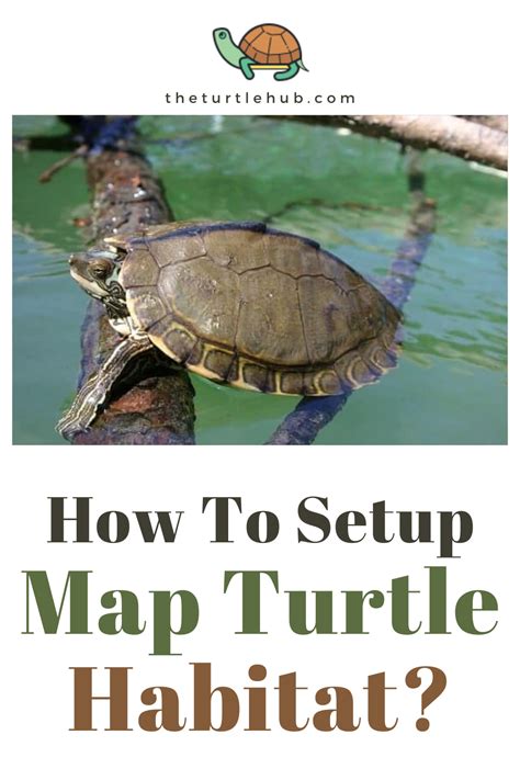 Image result for Turtle Habitat Setup