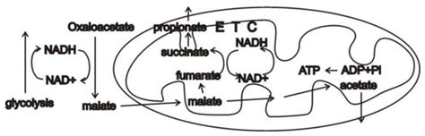 An Organismal Perspective on the Warburg Effect and Models for ...