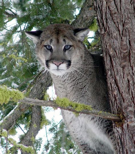 Nope, Not a Cougar at the Golf Course – Eugene Weekly