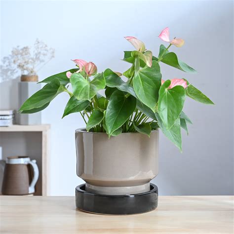 Soothing Rains Ceramic Planters – Ugaoo