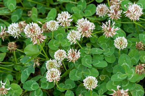 Why clover lawns are a good alternative to grass | National Geographic