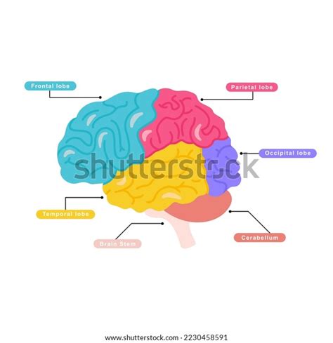 Brain Structure 的图像结果