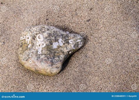 Image result for Empty Barnacle Shell