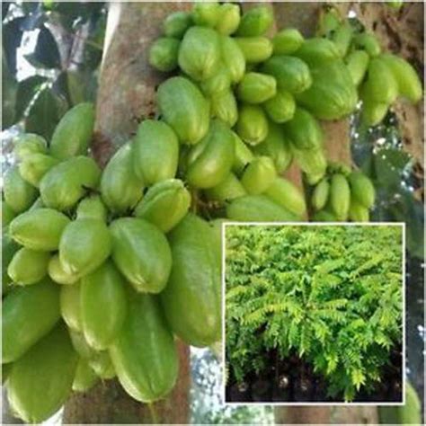 Coconut Lagoon High Yielding Hybrid Rare Dwarf Bilimbi Ilumbi Fruit ...