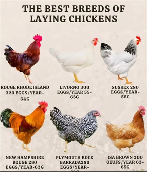 Image result for Chicken Fried Tutorial