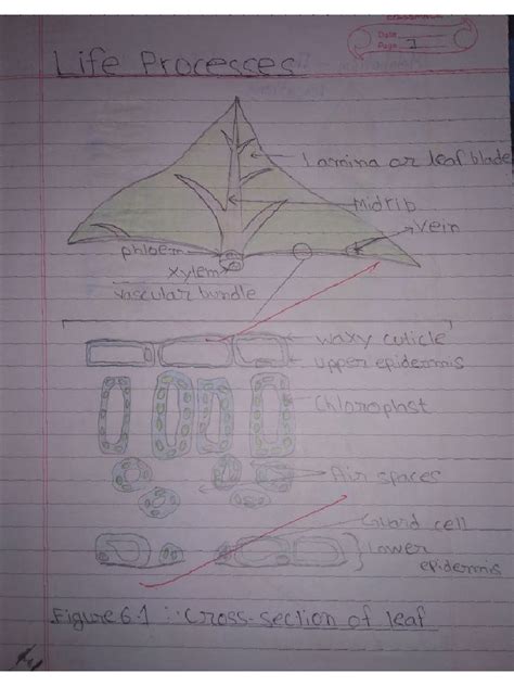 Image result for Class X BioLife Processes