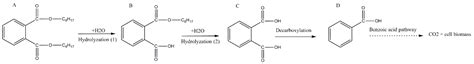 Biodegradation of Di (2-Ethylhexyl) Phthalate by a novel Enterobacter ...