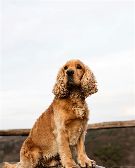 The Cocker Spaniel Lifespan: How Long Do Cocker Spaniel's Live?