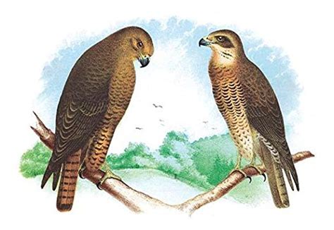 Illustrated Plate from Studers Popular Ornithology The Birds of North ...