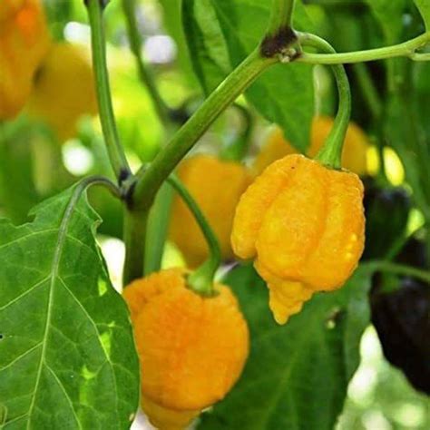 VibeX ® VMR-554 Yellow Trinidad Moruga Scorpion Chilli EXTREME Rare ...