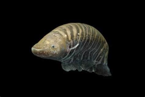 Image result for Fish Stink Meme