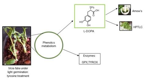 L-DOPA Trends in Different Tissues at Early Stages of Vicia faba Growth ...