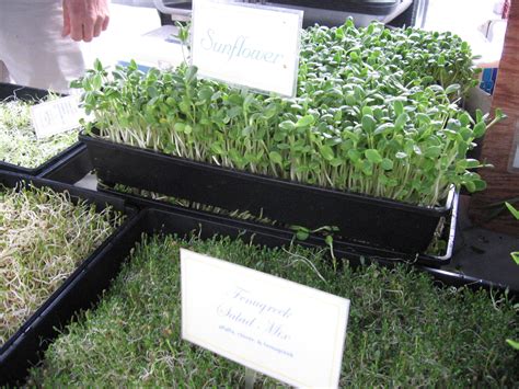 Sprouts | Santa Cruz Farmers Markets