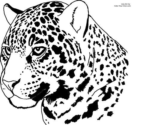 Collection of Jaguar Coloring Pages - Free Printable