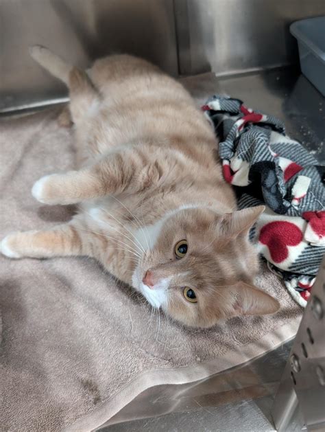 Adopt Teddie Today - Find Paw Pal