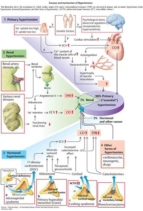 Mechanism Of Hypertension