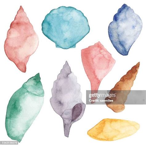 Image result for Conch Shell Drawing Colored
