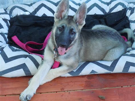 German Shepherd Silver Sable at Johnny Will blog