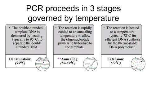 PCR Lecture 的图像结果