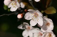 fiori di bach cherry plum cherry plum il fiore di bach per l autocontrollo fiori di bach cherry plum cherry plum il fiore di bach per l autocontrollo