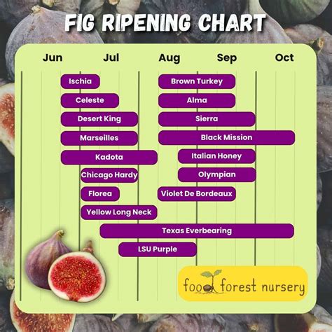 Fig Ripening Chart – 1 • C H E W I N G T H E F A T