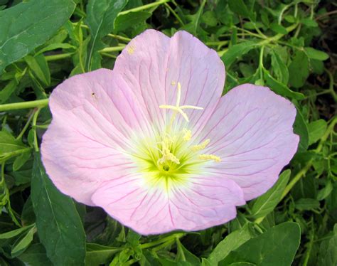 Evening Primrose Berladieri Siskiyou Pink | Easy To Grow Bulbs