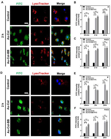 Delivery Capacity and Anticancer Ability of the Berberine-Loaded Gold ...