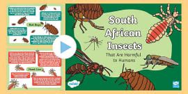 South African Bugs I Spy Game - Visual Discrimination