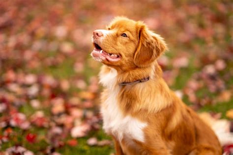 Image result for Dog Using Computer Meme