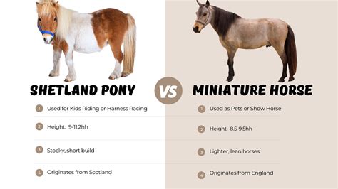 Shetland Pony vs Miniature Horse – Stable Talk