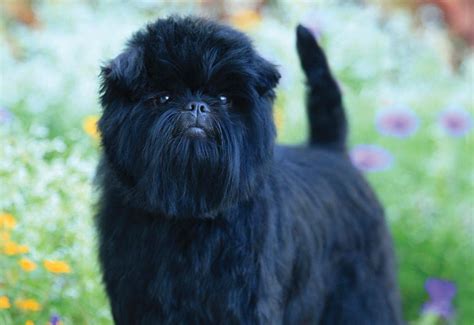 Affenpinscher Dog Breed - Dog World