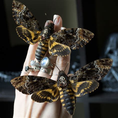 TheButterflyBabe.com