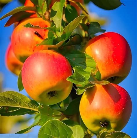 Oxiflora HRMN-99 GRAFTED APPLE PLANT/Live Apple plant especially for ...