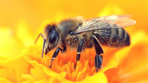 How We Can Help Honeybees Every Day | Honey bee facts, Bee friendly ...