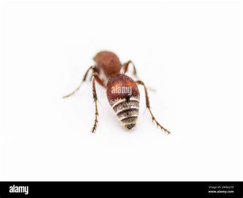 Velvet ant - Dasymutilla sp. most likely, an insect in the family Mutillidae. Females lack wings ...