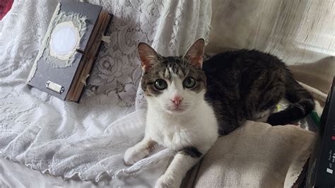 Image result for Altered Book of Pockets Tutorial Junk Journal