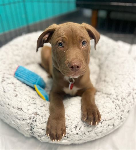Pitbull Lab Mix Puppies Pictures