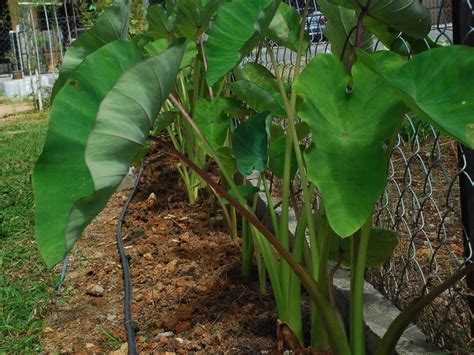 Keladi - JungleKey.in Image